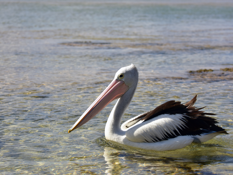 Australian Pelican