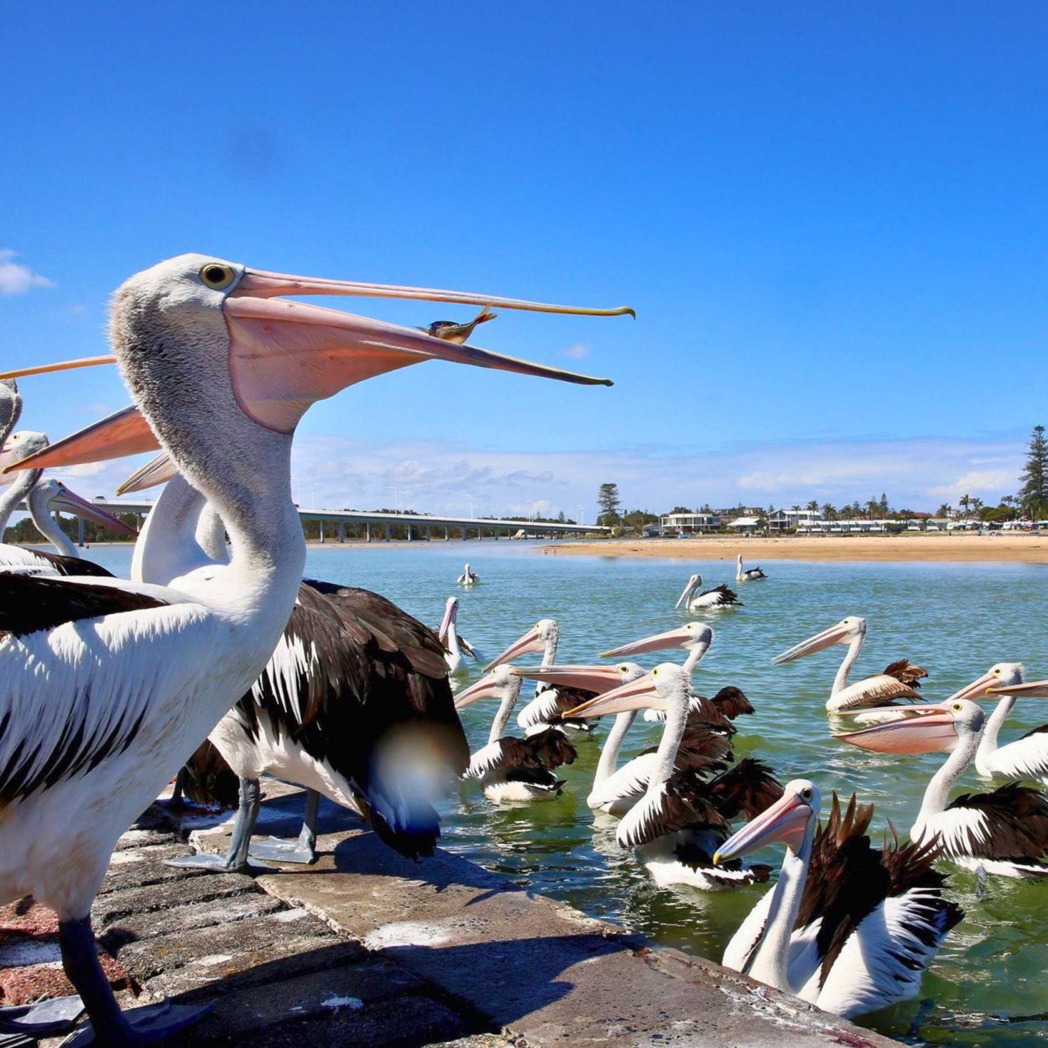 pelican-feeding-the-entrance-nsw
